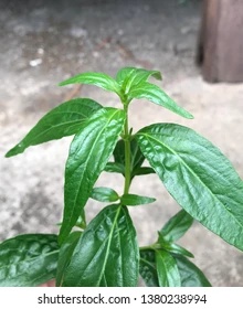 Andrographis panicultata leaf4.jpg